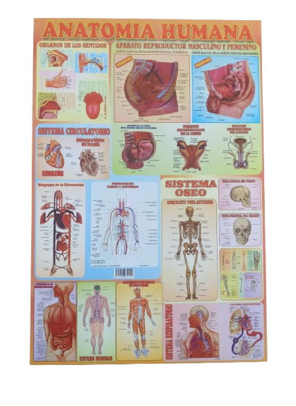 AFICHE EDUCATIVO DE LA ANATOMIA HUMANA