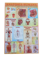 AFICHE EDUCATIVO DE LA ANATOMIA HUMANA