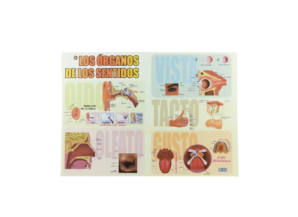 AFICHE EDUCATIVO DE LOS SENTIDOS