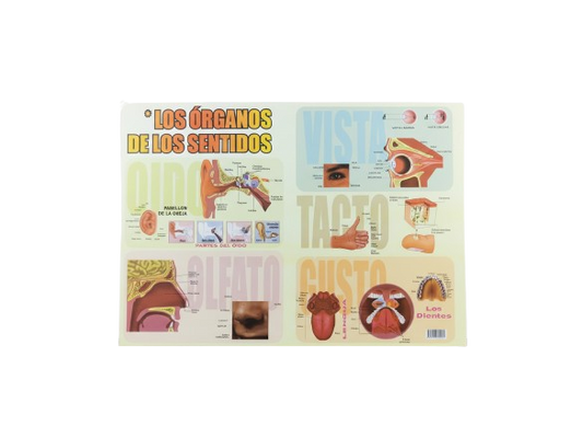 AFICHE EDUCATIVO DE LOS SENTIDOS